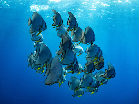 Shoal of Roundface Batfish Platax