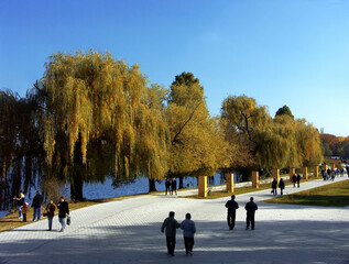 rustic, homestead, flatlay, farmhouse, wooden, table, woven, basket, organic, vegetables, mason,...