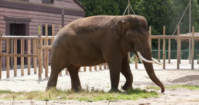 Large elephant walks in zoo enclosure