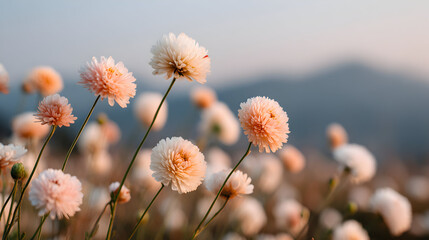 Close-up of numerous pale pink and white flowers in a field