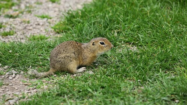 Ground squirrel on grass. Small rodent foraging and moving in natural habitat. Wildlife nature, animal behavior, and outdoor scene captured in high resolution. Ground squirrel in their natural habitat