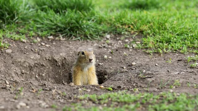 Ground squirrel on grass. Small rodent foraging and moving in natural habitat. Wildlife nature, animal behavior, and outdoor scene captured in high resolution. Ground squirrel in their natural habitat