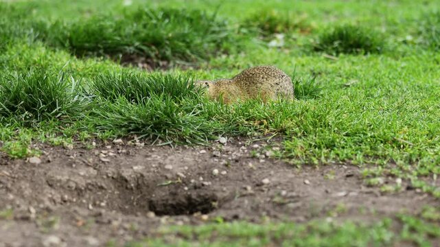 Ground squirrel on grass. Small rodent foraging and moving in natural habitat. Wildlife nature, animal behavior, and outdoor scene captured in high resolution. Ground squirrel in their natural habitat