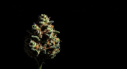 Close-Up of a Cannabis Bud Isolated on Black Background