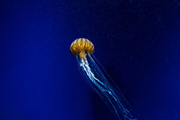 須磨シーワールド