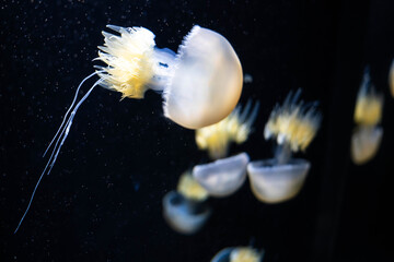 須磨シーワールド