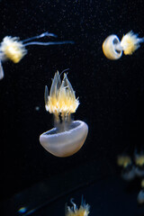 須磨シーワールド