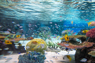 須磨シーワールド