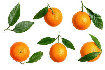 Overhead view of several vibrant oranges, each with fresh green leaves attached