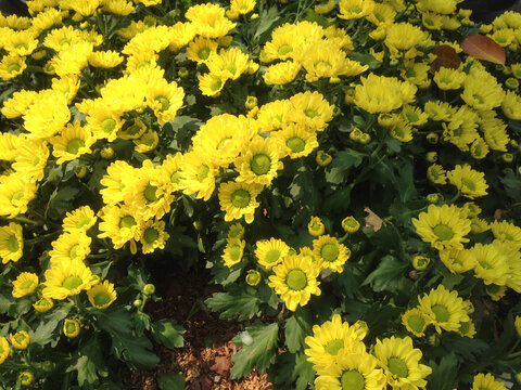 abundance of yellow daisies in a pot
