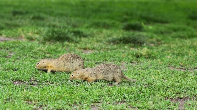 Ground squirrel on grass. Small rodent foraging and moving in natural habitat. Wildlife nature, animal behavior, and outdoor scene captured in high resolution. Ground squirrel in their natural habitat