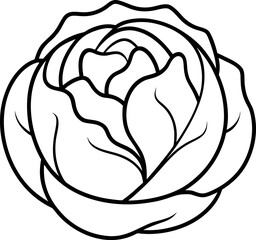 Cabbage Vegetable Line Drawing Silhouette for Food Design