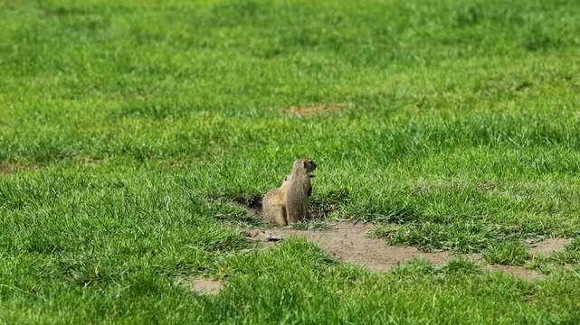 Ground squirrel on grass. Small rodent foraging and moving in natural habitat. Wildlife nature, animal behavior, and outdoor scene captured in high resolution. Ground squirrel in their natural habitat