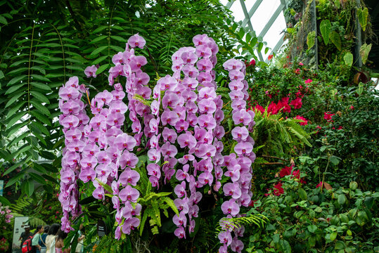 The Orchidaceae are a diverse and widespread family of flowering plants