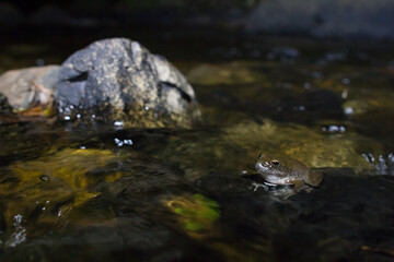 Booroolong Frog Litoria booroolongensis sitting in a stream