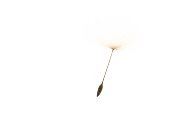 Gentle condolence image with delicate dandelion against calm neutral background evoking support remembrance and comfort for sympathy cards and community messages