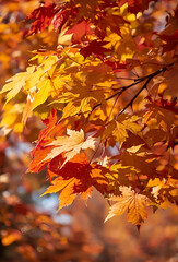 明るい光の秋の葉の風景