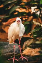 Obraz premium white spoonbill