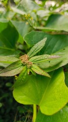 leaves and grass in the morning