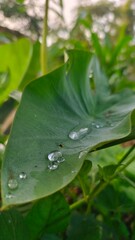 leaves and grass in the morning