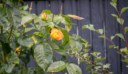 A yellow and orange rose covered in raindrops in a garden