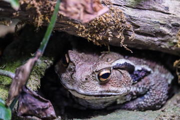 Close-Up of a Toad Hiding Beneath a Log in the Forest