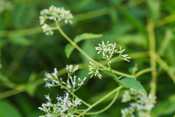 秋の森　ヒヨドリバナをアップで撮影03