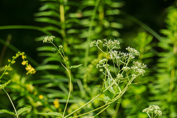 秋の森　ヒヨドリバナをアップで撮影09