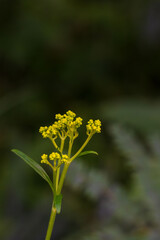 秋の森　オミナエシの黄色い蕾02