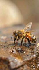 Honeybee on wet rock