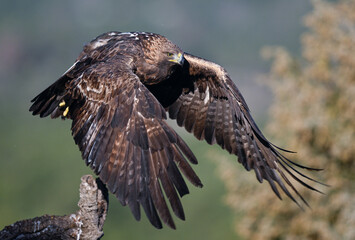 Winged Majesty Over the Heights