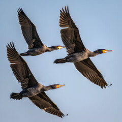 Fototapeta premium canadian goose in flight