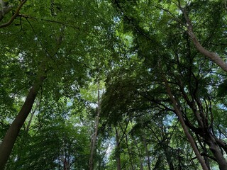 Beautiful green trees in park, low angle view