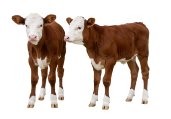 Two charming young brown and white calves standing together, isolated on a clean transparent background