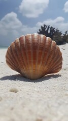Stunning Seashell on Tropical Beach Summer Sun