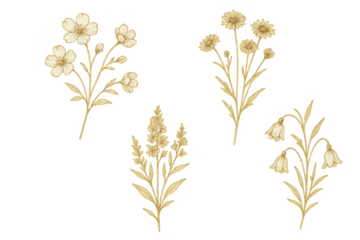 Delicate botanical illustration set featuring hand-drawn wildflowers with intricate line work for elegant wedding stationery