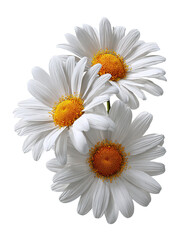 White daisy flower on transparent background