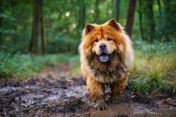 Charming chow chow covered in mud enjoys a playful day in a lush green forest during late afternoon