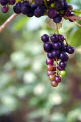 grapes