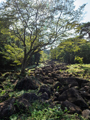 巨石と大樹が織りなす鍋倉渓の景観