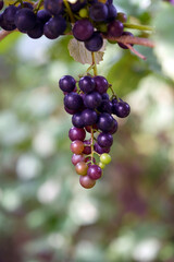 grapes