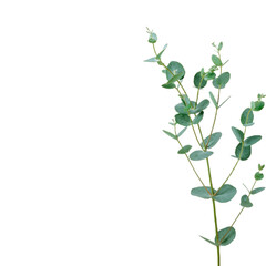 A close-up of a eucalyptus branch with green leaves against a black background.