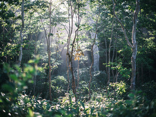 Fototapeta premium Sunlight Filtering Through Lush Forest Trees in Summer Morning
