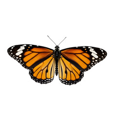 Fototapeta premium Monarch butterfly with open wings isolated on transparent background, top view