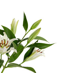A close-up of a white lily with green leaves and buds.