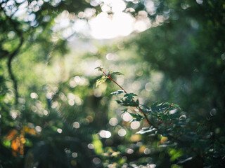 Fresh Green Leaves with Morning Sunlight and Bokeh in Nature
