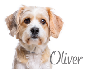 Adorable dog named oliver isolated on transparent background