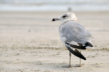 A close-up of a ring-billed gull with ruffled feathers and no tail, standing on a sandy beach with a blurred shoreline horizon in the background, copy space to the left.