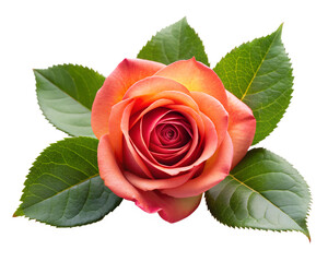 Beautiful orange rose flower isolated on transparent background