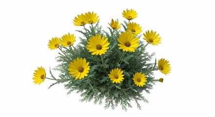 Lush Bush of Bright Yellow Daisies with SilveryGreen Fernlike Leaves Isolated on White.